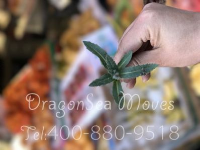 从北京市托运到澳大利亚